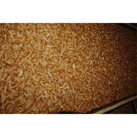 High Protein Chicken Feed Dried Mealworm