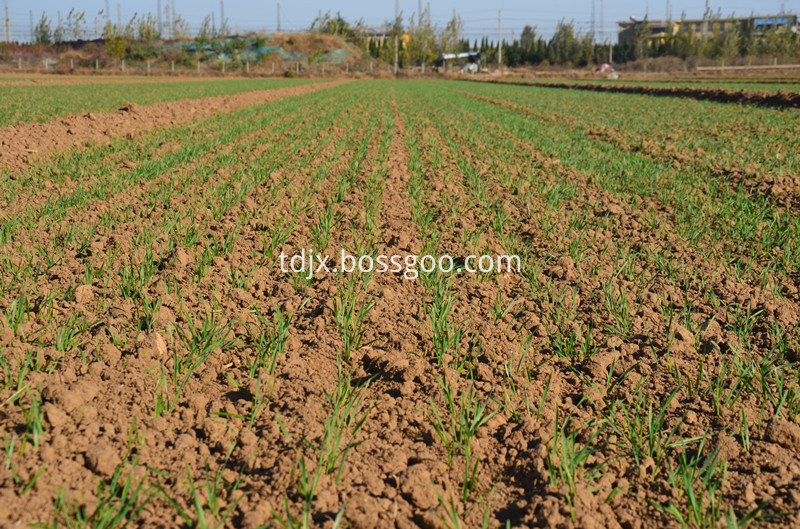 wheat seed planter for tractor