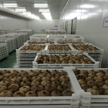 Black garlic from high quality source