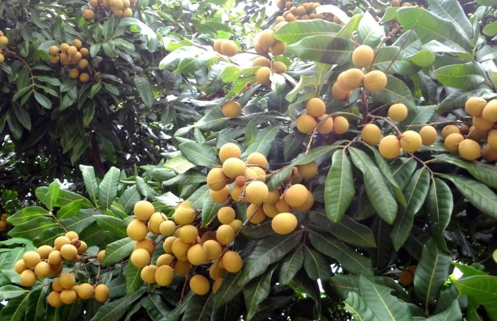 longan tree