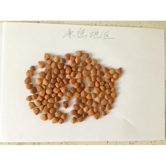 bitter apricot kernels natural