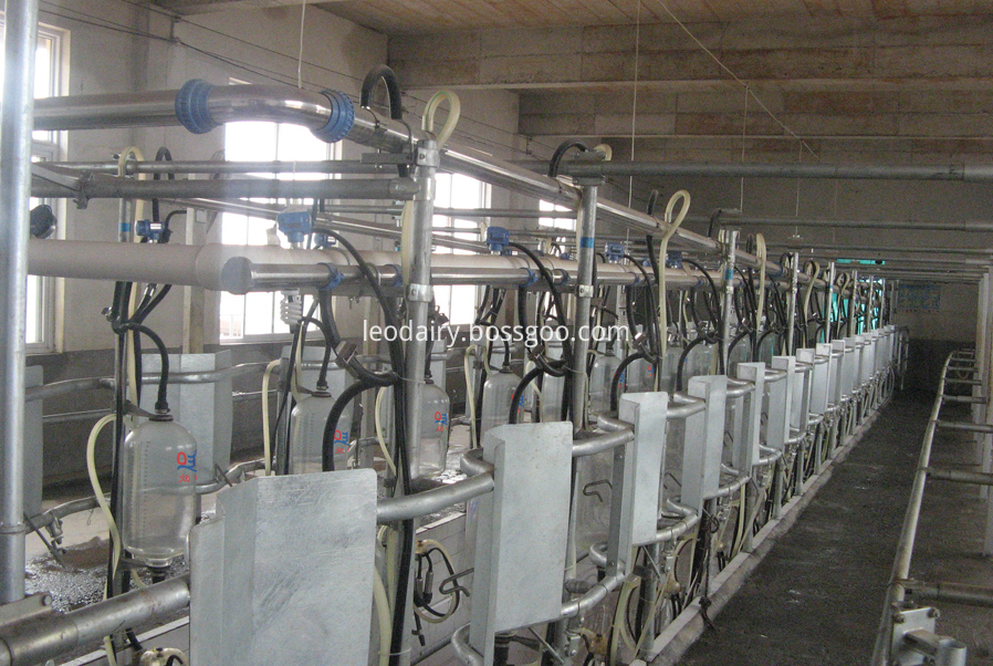middle set milking parlor