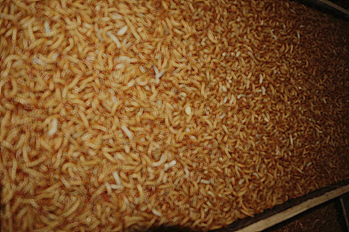 Fresh Insect Yellow Mealworm Fish Feed