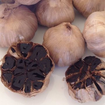 Fermentation Black garlic without water