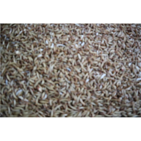 Fish Food Dried Tenebrio Molitor with High Protein