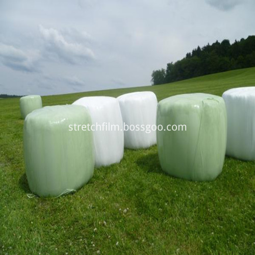 forage grass film