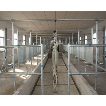 Auto full milking parlor for dairy cows