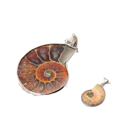 Natural Shell Nautilus wrapped in silver necklace