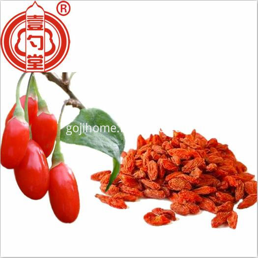 Red Goji 16