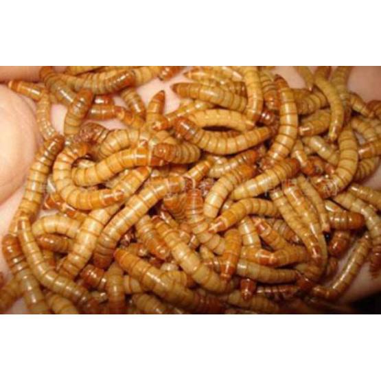 Healthy Live Yellow Mealworm