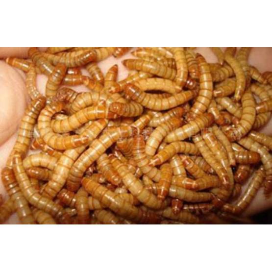 Best High Protein Yellow Mealworm