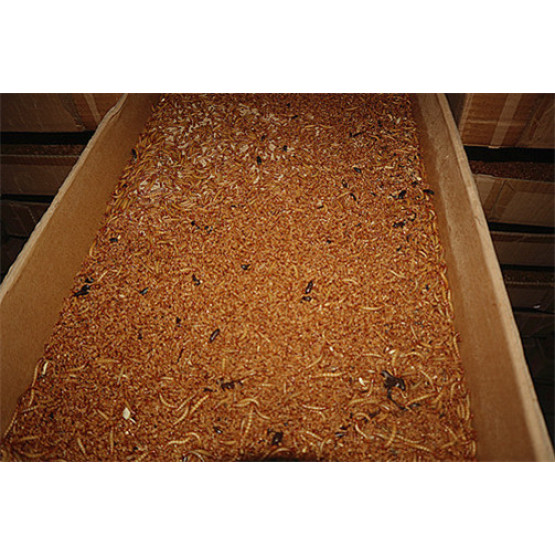 Bulk Mealworm Poultry Feed