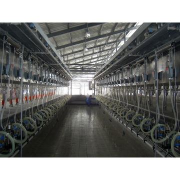 Parallel milking parlor for cows