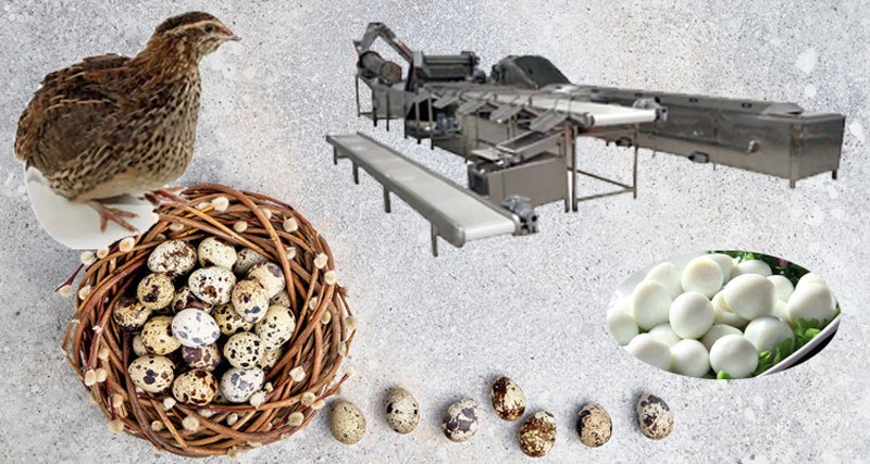 Quail Egg Boiling and Peeling Line