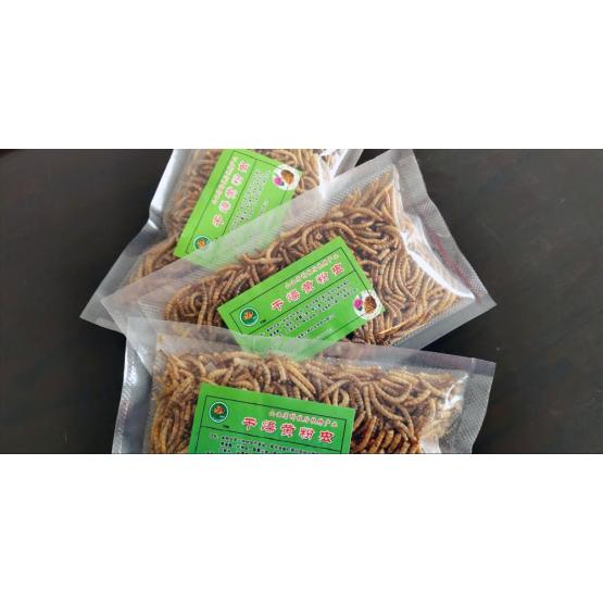 best bullfrog food mealworm