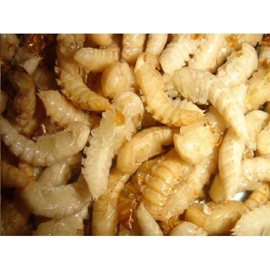 Best High Protein Yellow Mealworm