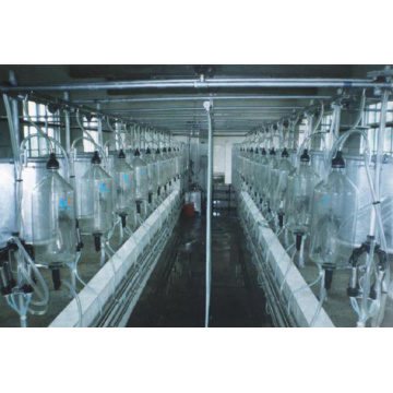 Automatic fishbone milking parlor